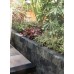 Nature Walling grijs zwart 32x13x11cm